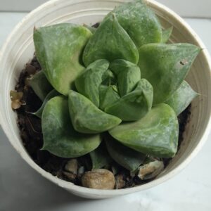 Haworthia cymbiformis