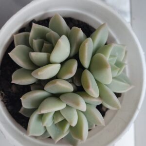 Pachyphytum compactum