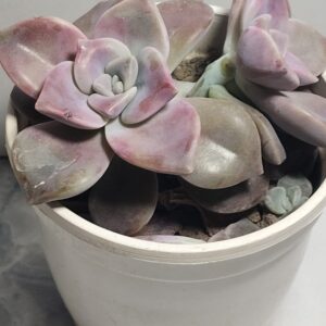 Mother-of-Pearl Plant