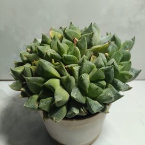 Window Haworthia