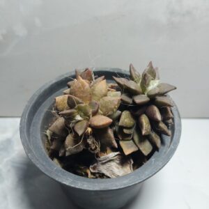 Brown Graptopetalum