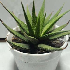 Lace Aloe