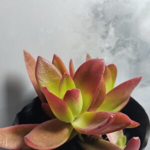 Campfire Crassula