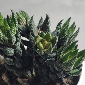Reinwardt’s Haworthia
