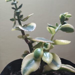 Variegated Lavender Scallops